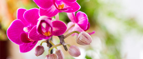 Отделяне на бебе орхидея 