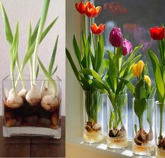 Как да засадим луковици във ваза