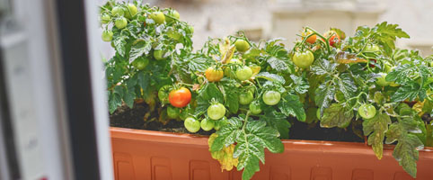 Чери домати на балкона – О, ДА!