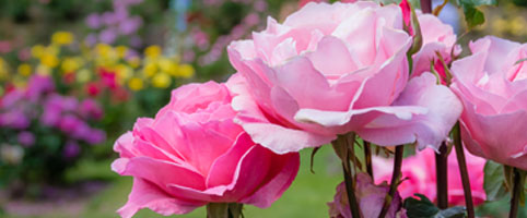 Засаждане и грижи за градинските рози