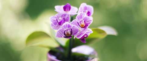 Грижи за орхидеите 