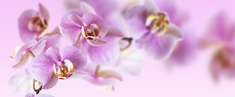 Форсиране на орхидеи