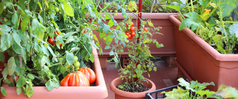 Петте най-подходящи растения за балкона