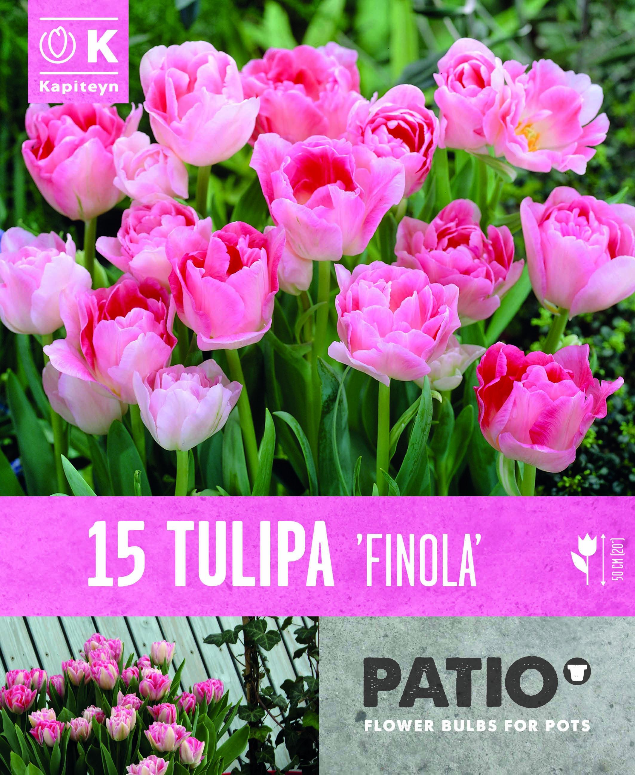 Балконски - Лале DOUBLE LATE FINOLA 11-12 15 бр.