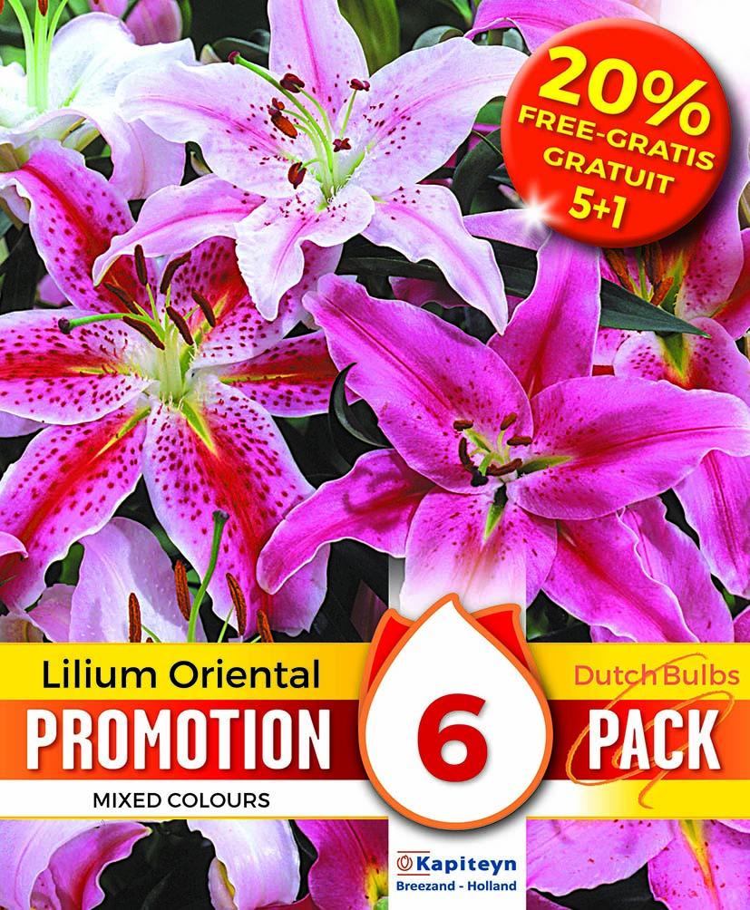 Промо Лилиум Oriental Mixed Colours 6 бр.
