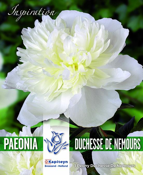 Божур - Duchesse de Nemours 1 бр.