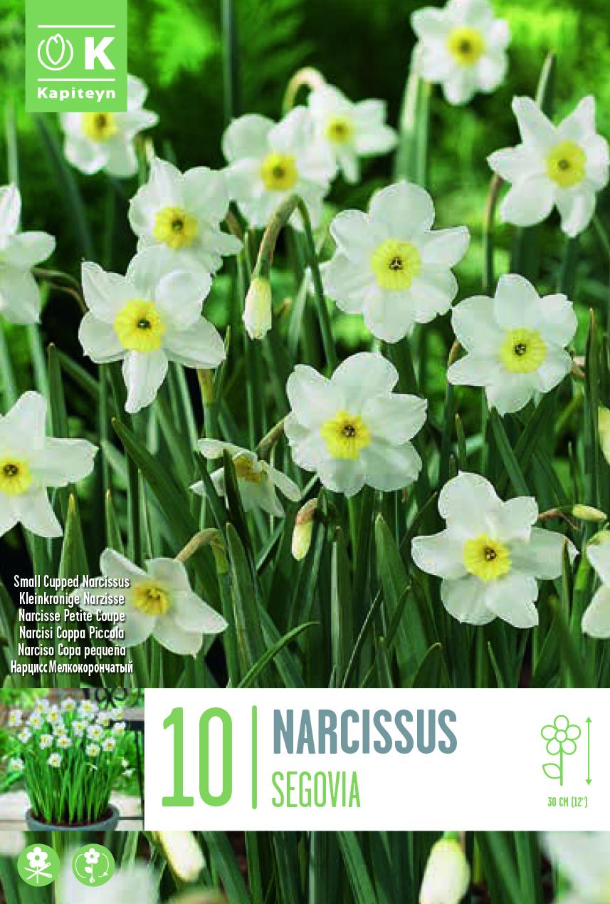 Нарцис BOTANICAL SEGOVIA 10 бр.