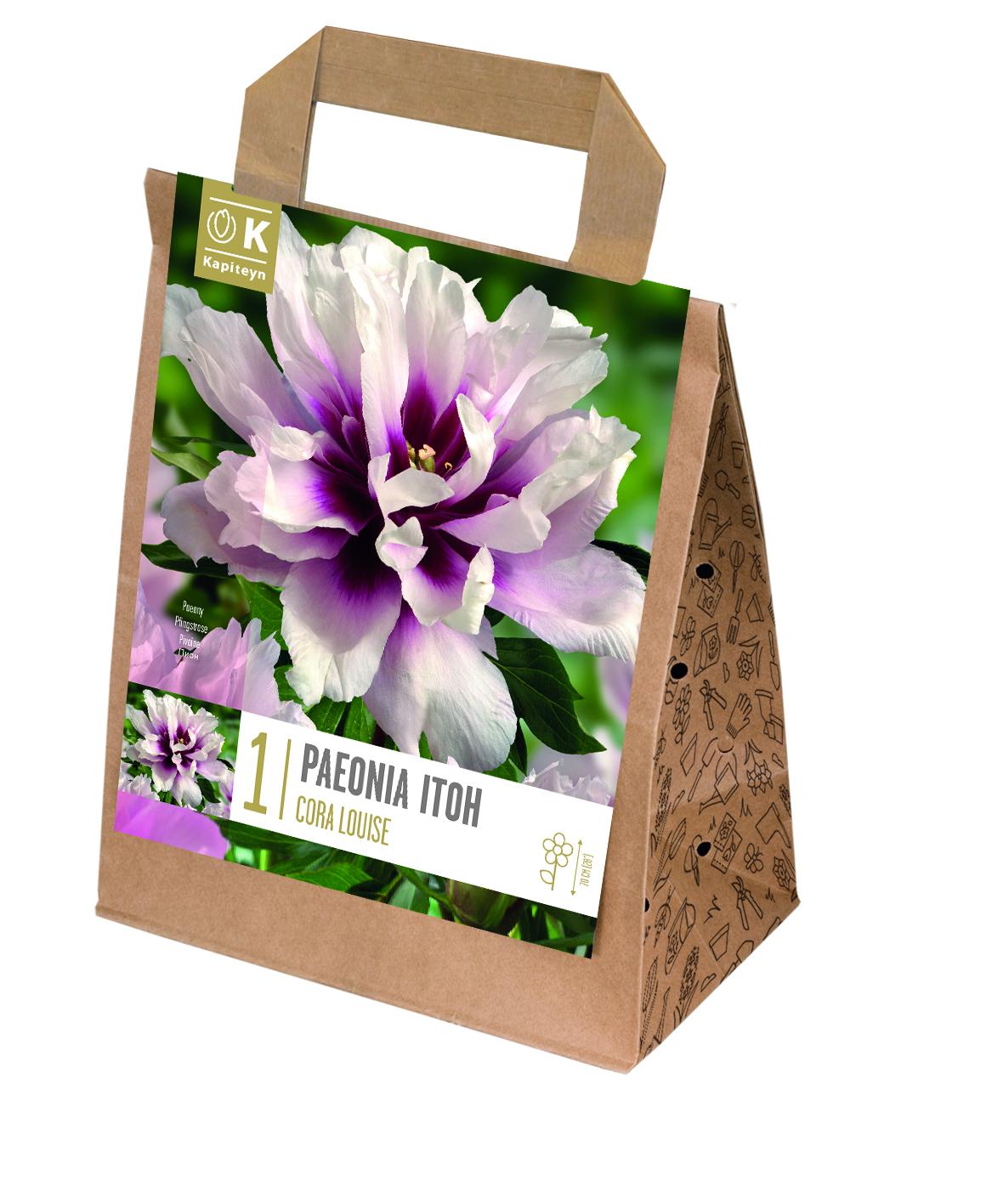 Специална селекция дървовиден божур CORA LOUISE 1 бр.