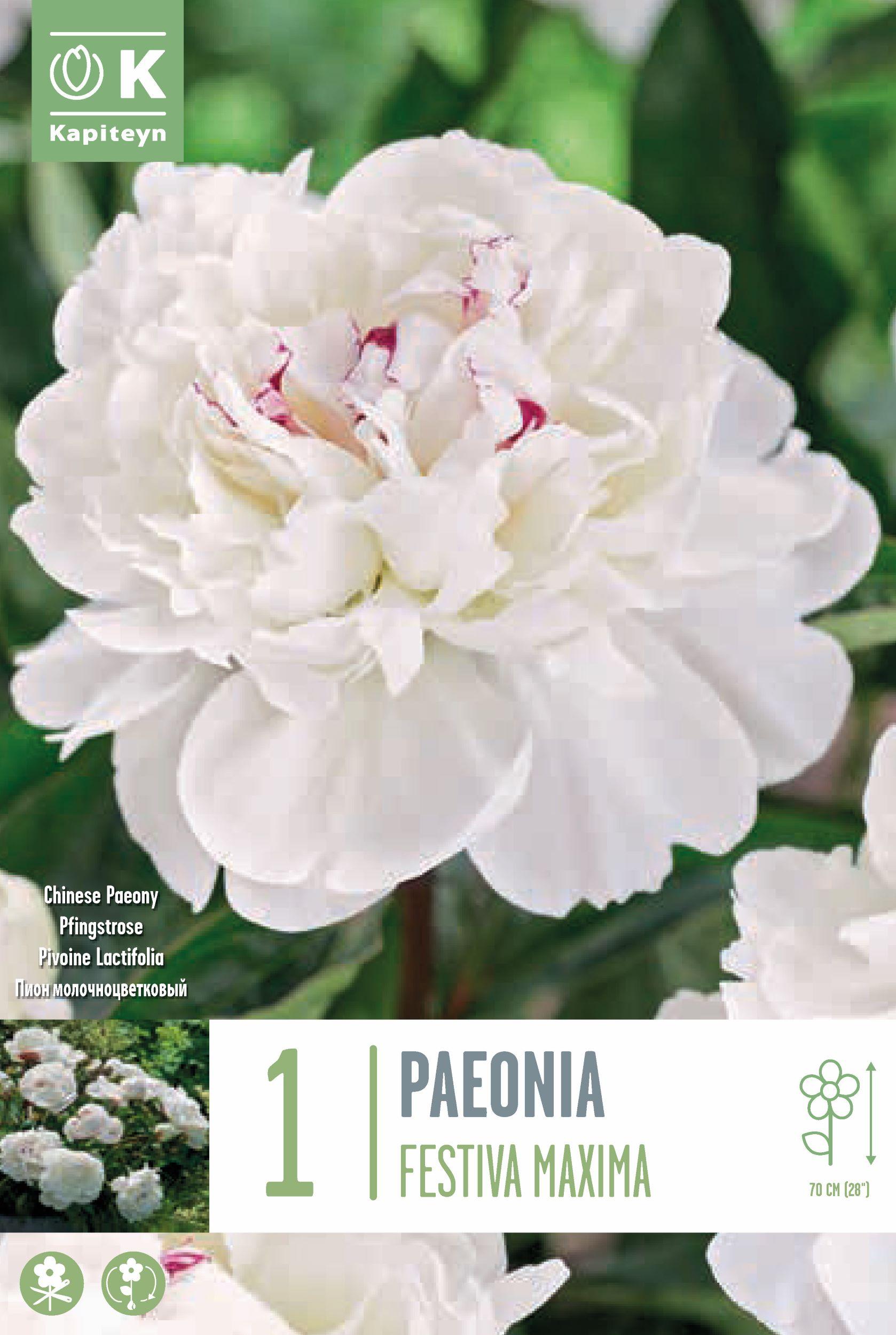 Божур - Paeonia Lactiflora Festiva Maxima 1 бр.