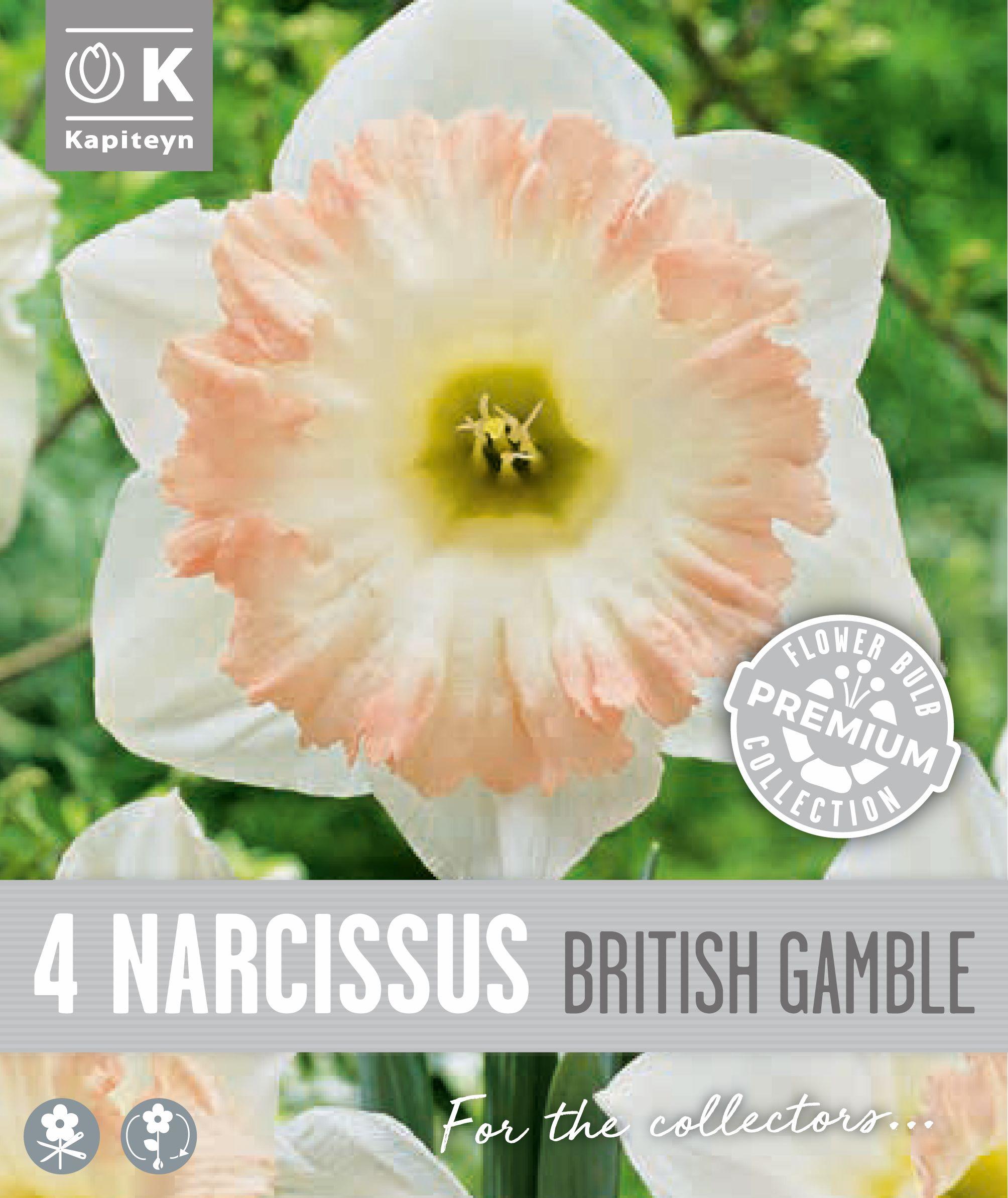 Нарцис TRUMPET BRITISH GAMBLE - 4 бр.