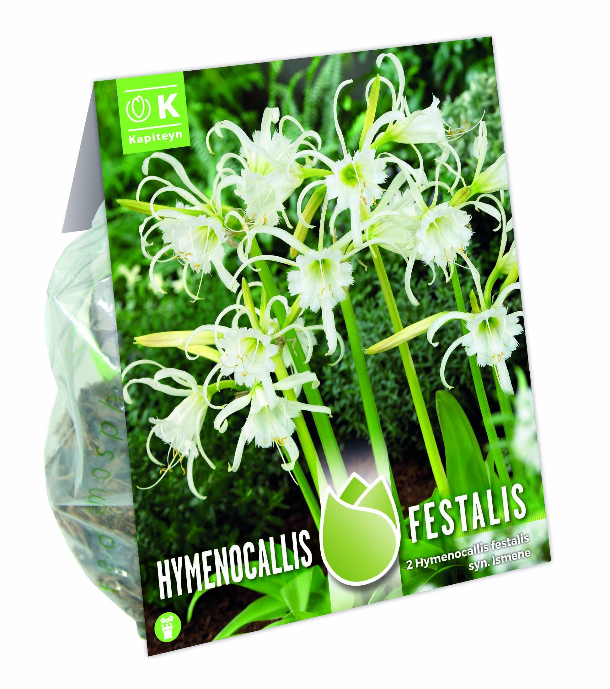 NEW BULB - Хименокалис- Festalis 2 бр.