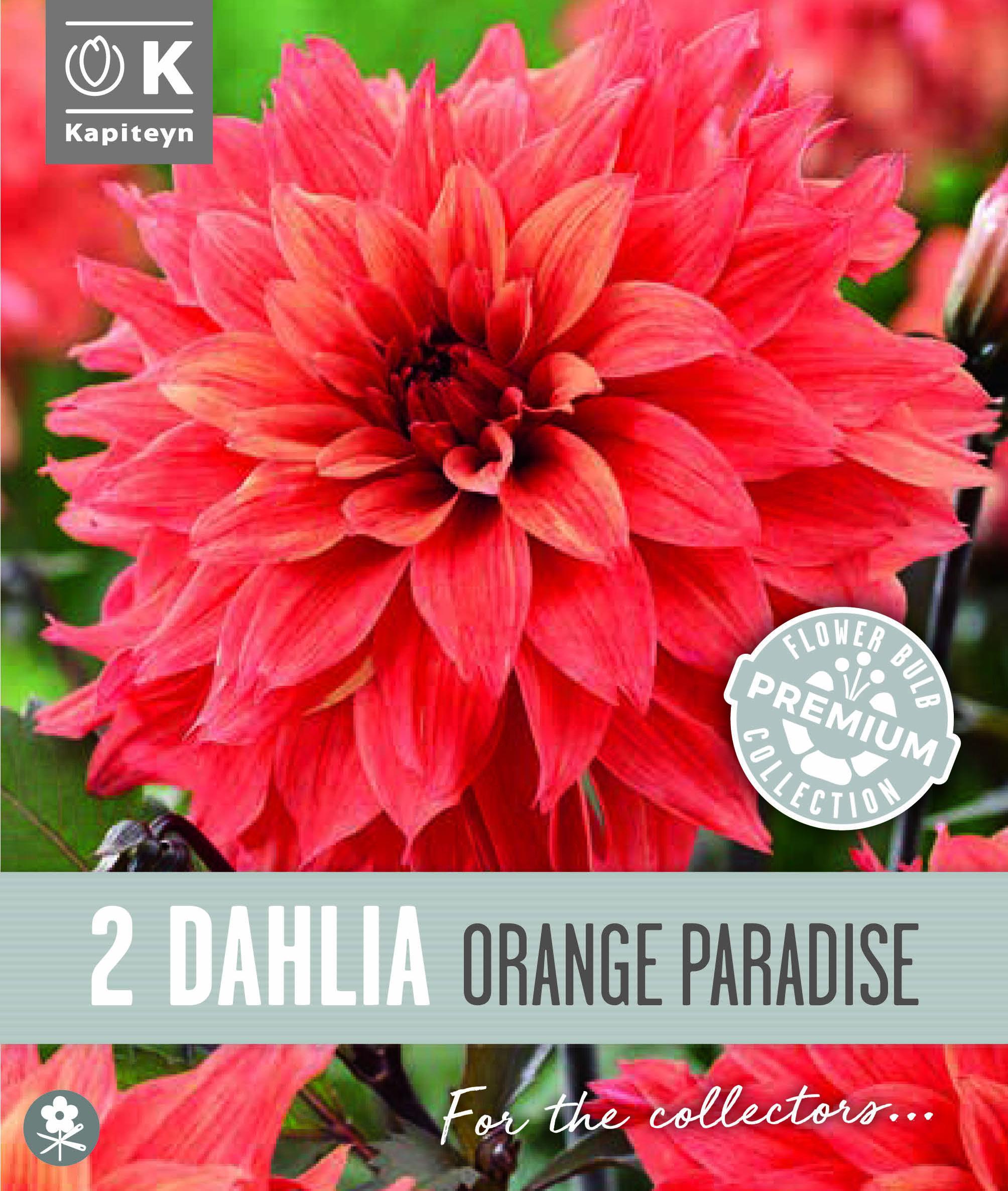 Далия декоративна ORANGE PARADISE 2 бр.