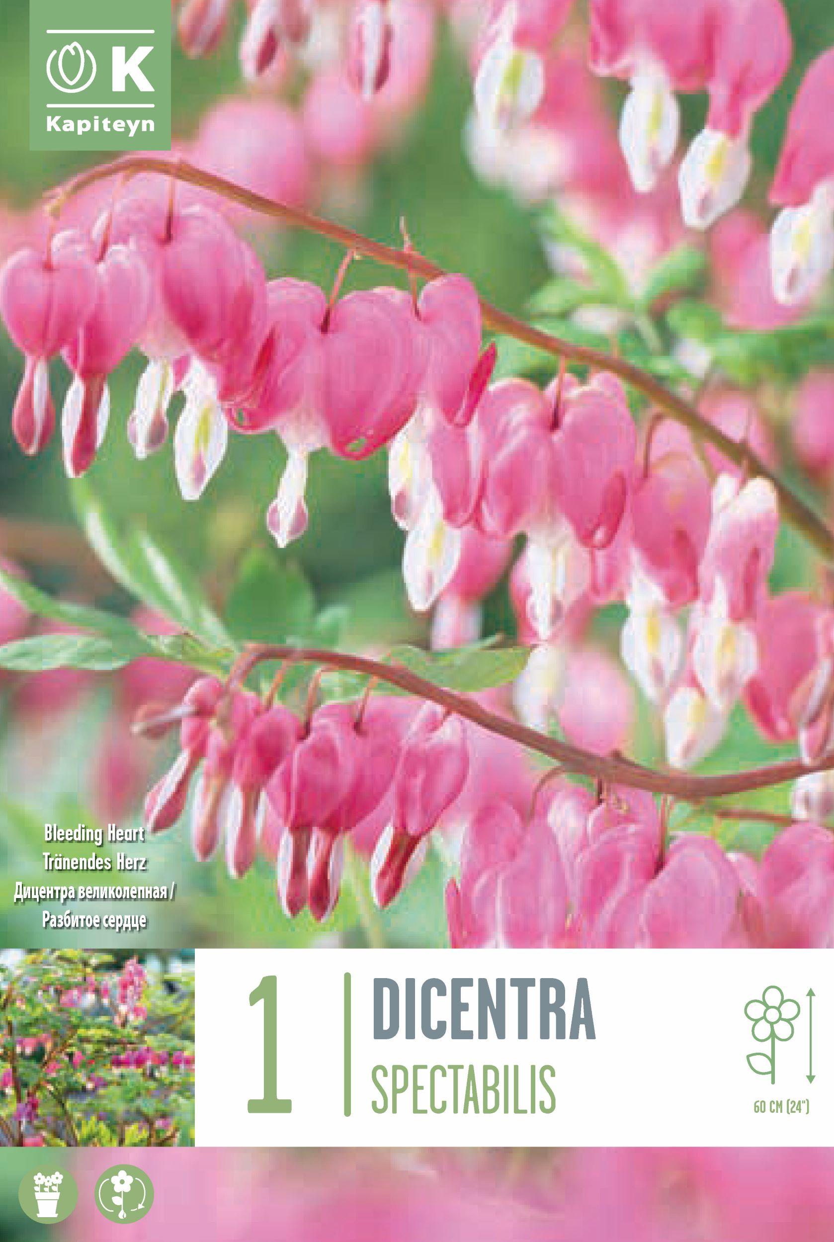 Дамско сърце - Dicentra spectabilis 1 бр.