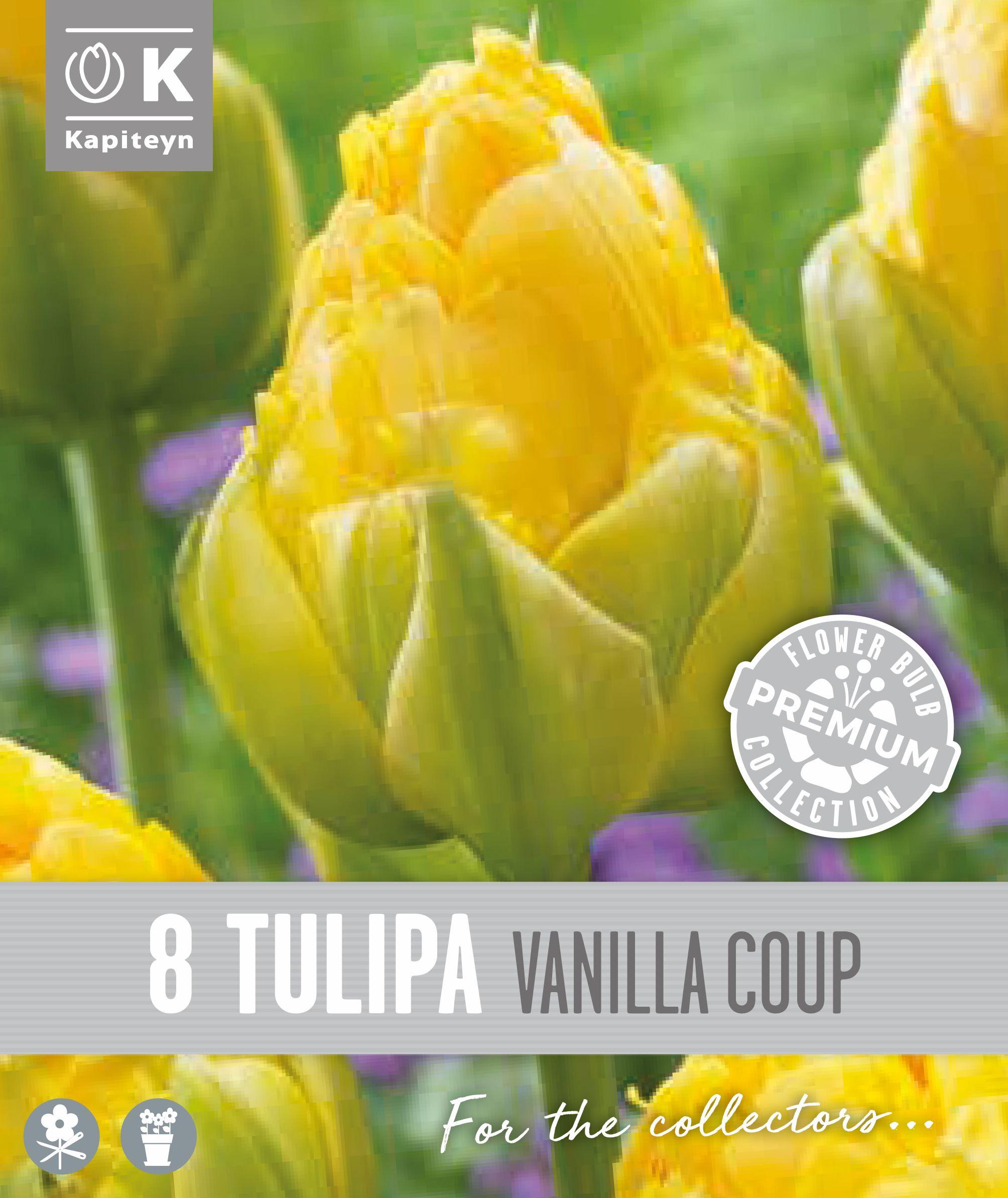 Лале DOUBLE LATE VANILLA COUP - 8 бр.