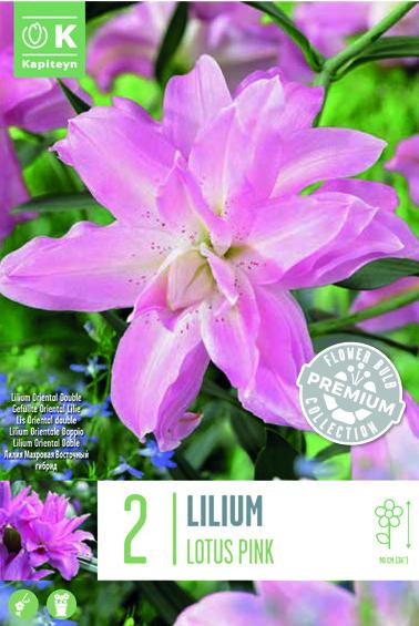 Лилиум Oriental Double Lotus розов 2 бр.