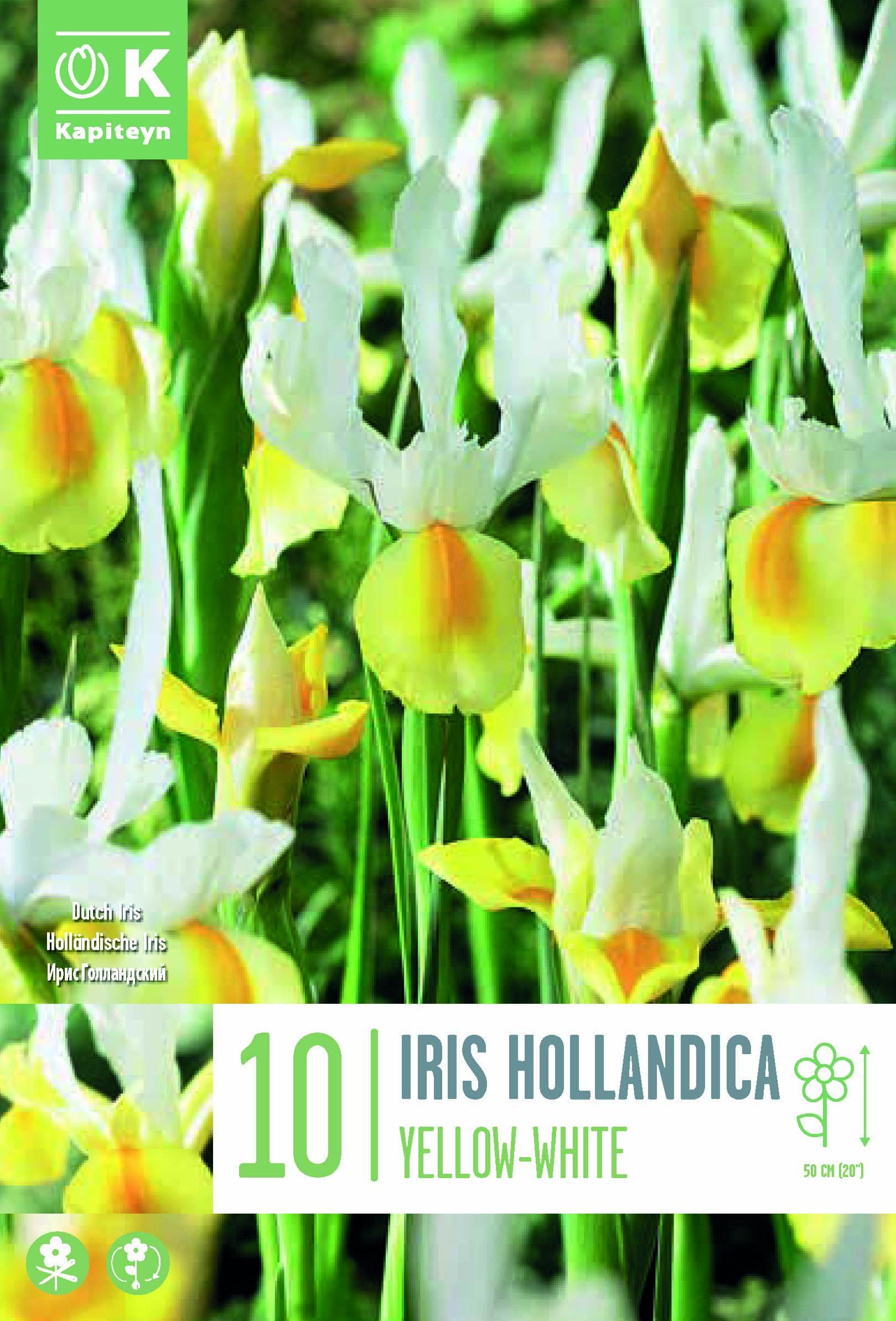 Ирис HOLLANDICA YELLOW-WHITE 8/9 - 10 бр.