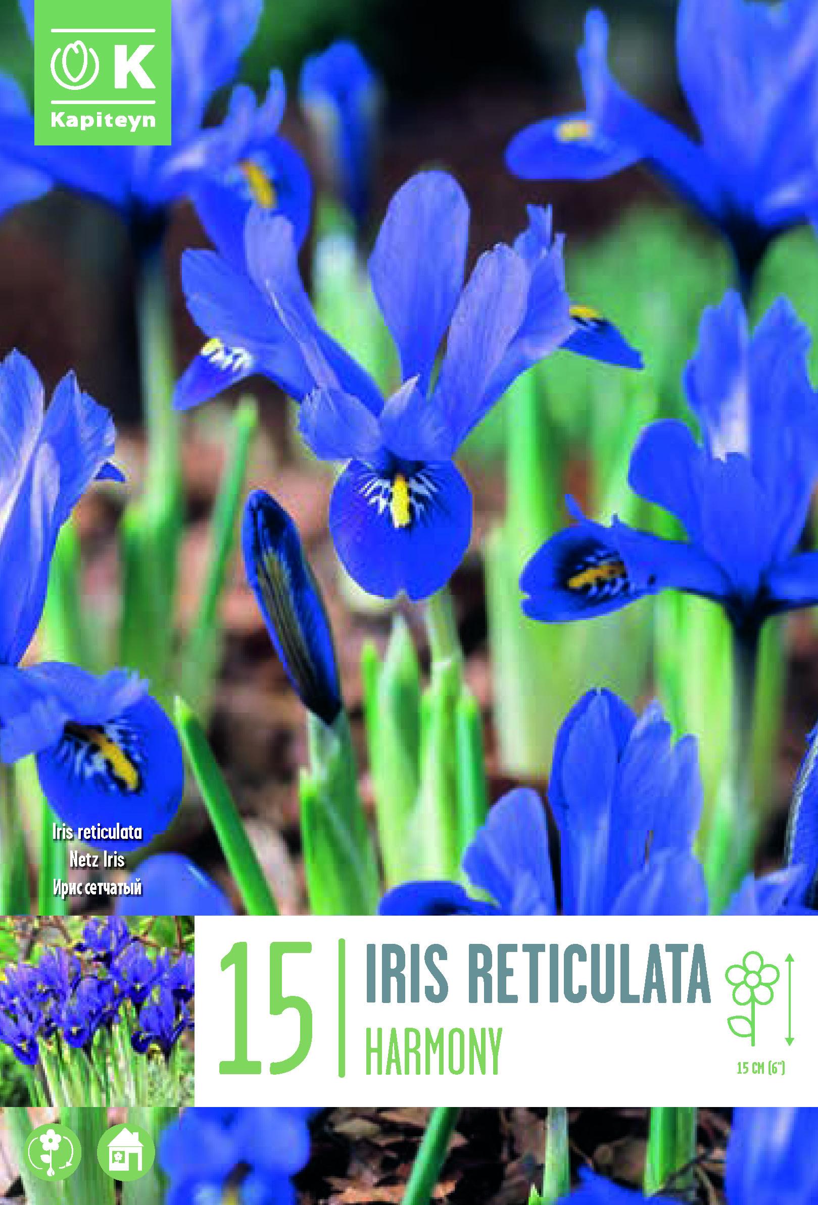 Ирис RETICULATA HARMONY 6/+ 15 бр.