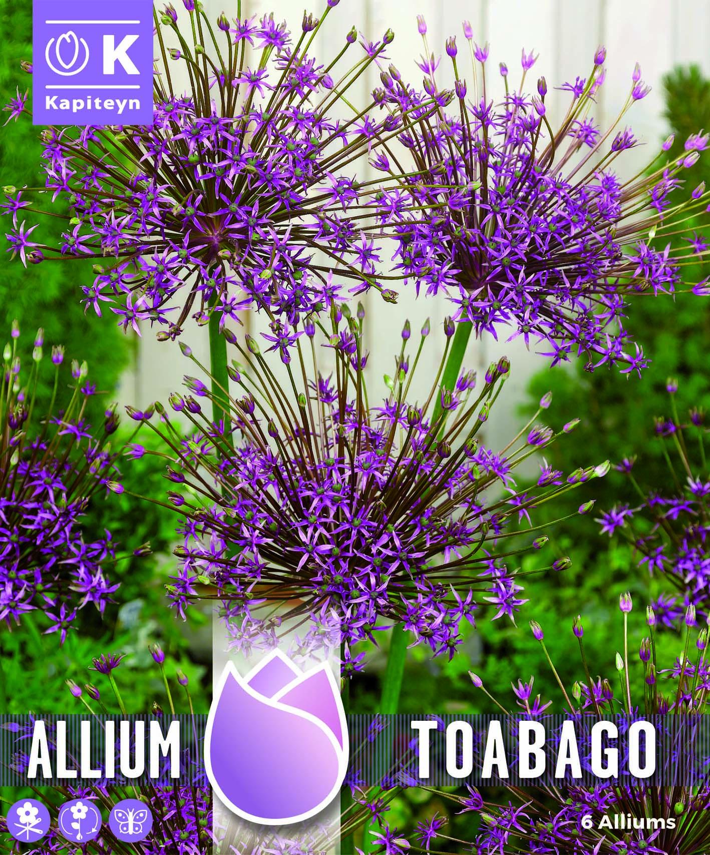 Алиум TOABAGO - Spider Firework Flower - 6 бр.