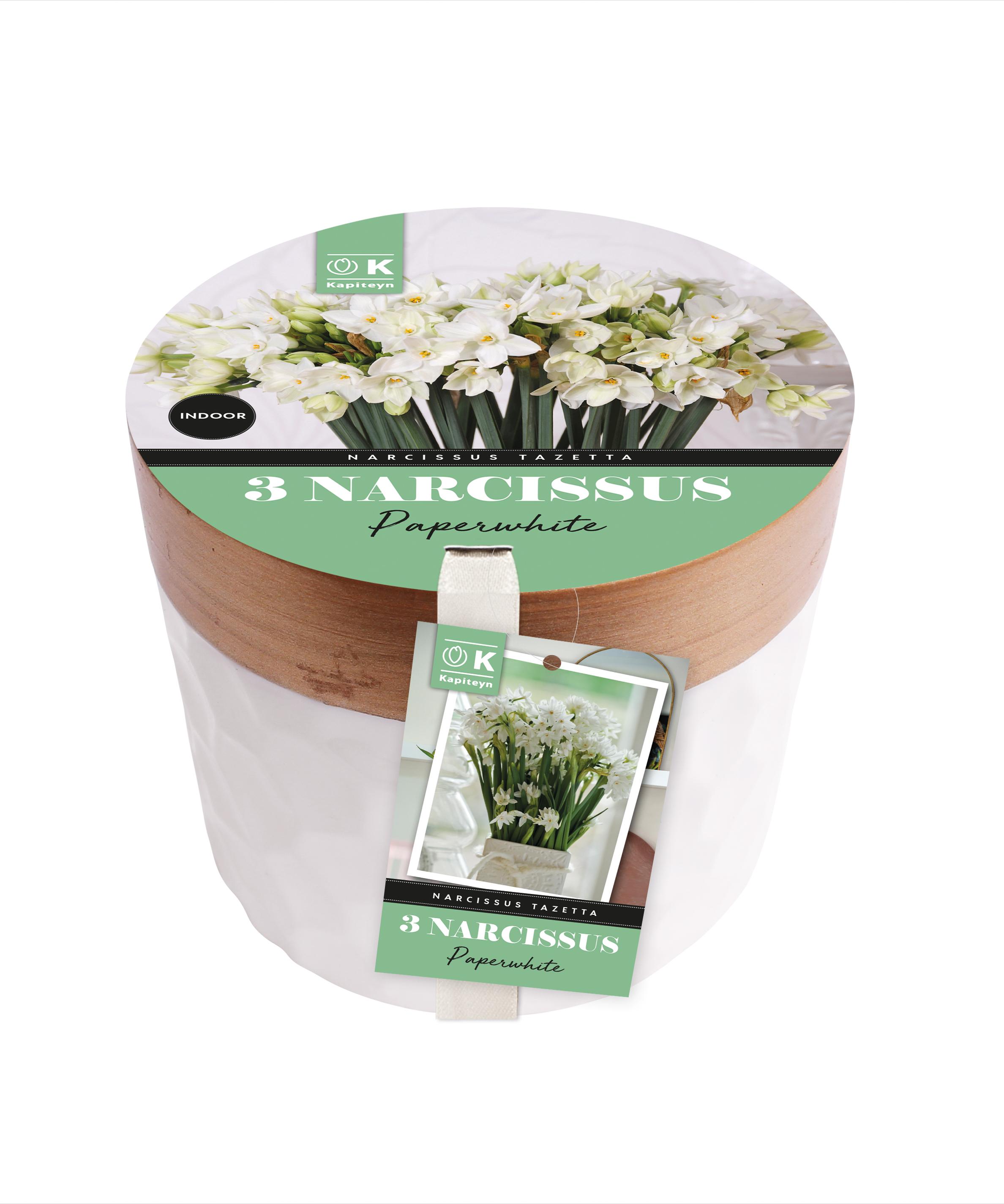 Керамична саксия НАРЦИС PAPERWHITE 15/16 3бр ф13