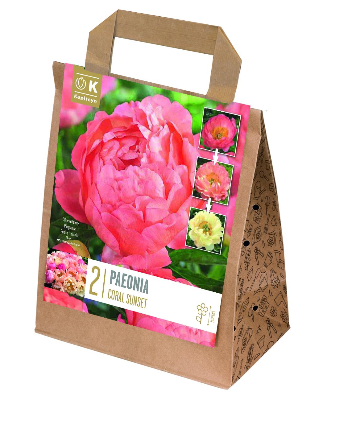 Специална селекция божур с променящи се цветове  CORAL SUNSET 2 бр.