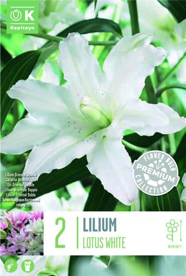 Лилиум Oriental Double Lotus бял 2 бр.