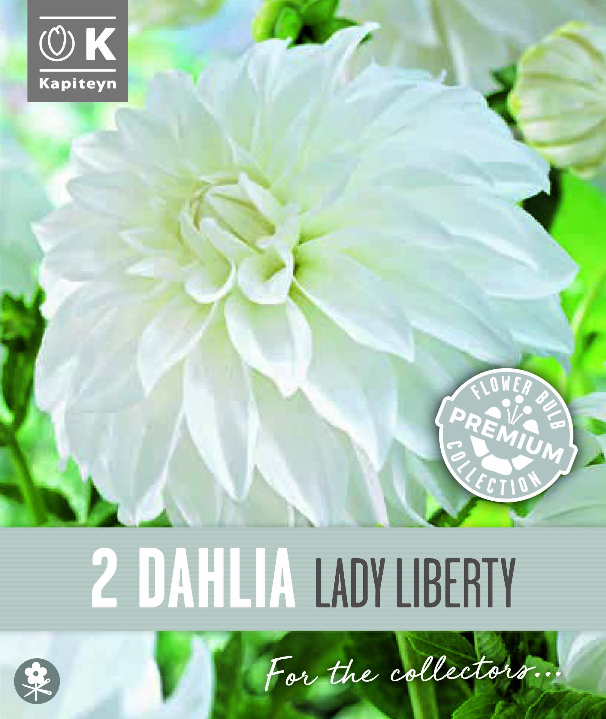 Далия декоративна LADY LIBERTY 2 бр.