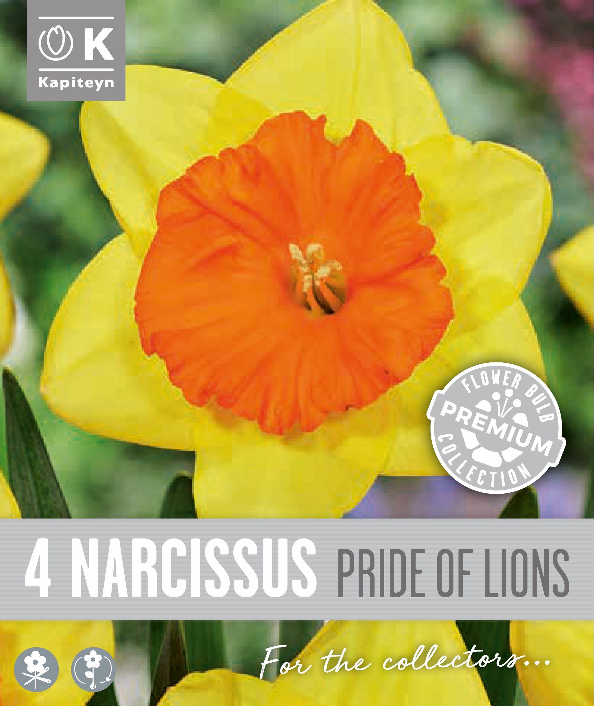 Нарцис LARGE CUPPED PRIDE OF LIONS - 4 бр.