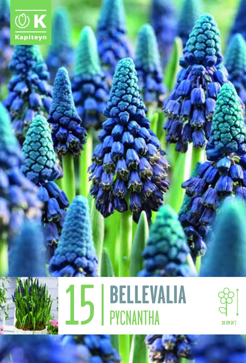 Мускари BELLEVALIA PYCHANTHA - 15 бр.