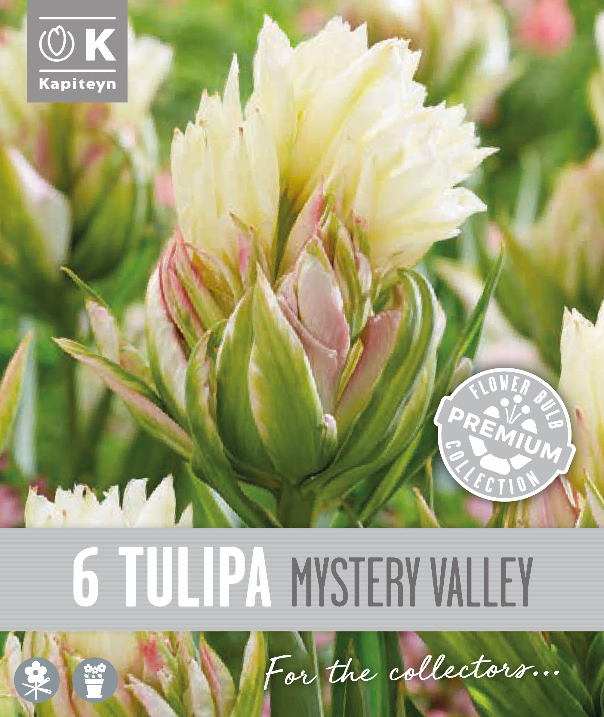 Лале FOSTERIANA MYSTERY VALLEY - 6 бр.