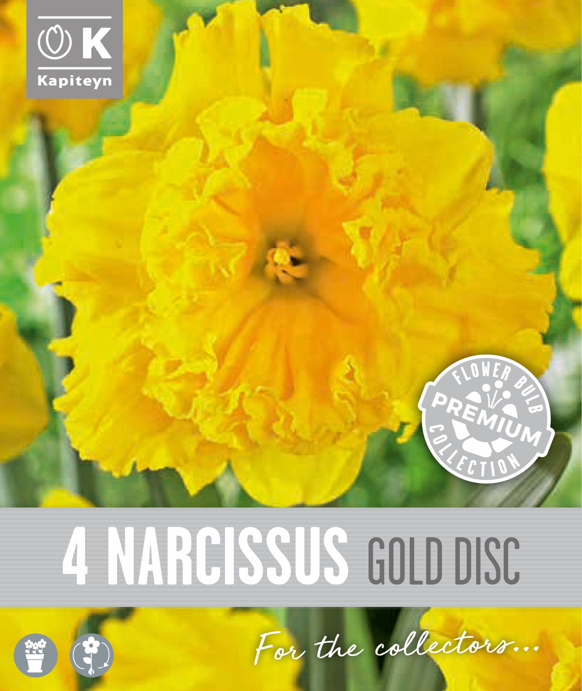 Нарцис COLLAR GOLD DISC - 4 бр.