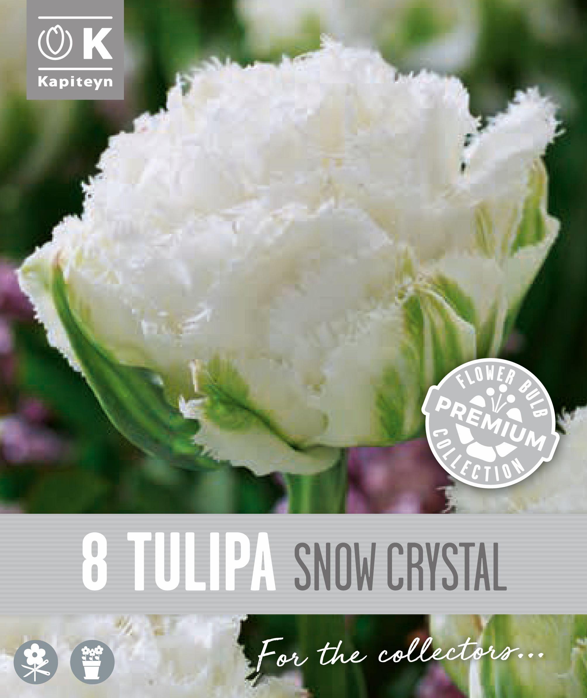 Лале DOUBLE LATE FRINGED SNOW CRYSTAL- 8 бр.