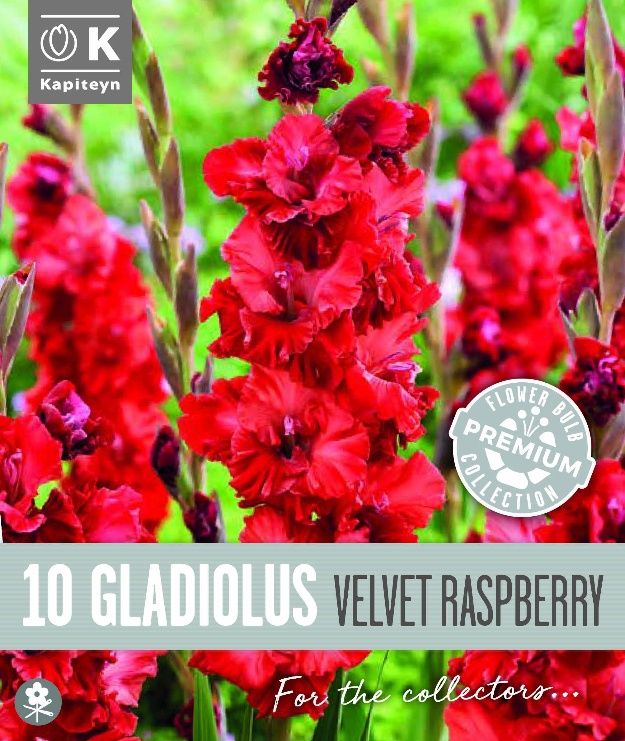 Гладиол Flamencos Velvet Raspberry 10 бр.