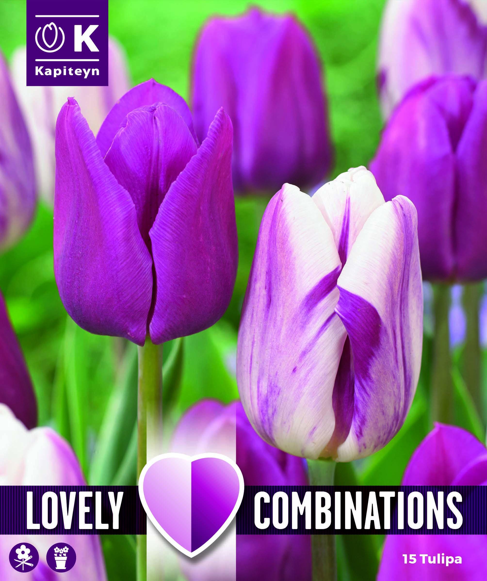 Комбинация ЛАЛЕТА PURPLE AND WHITE 12+/ 15 бр.