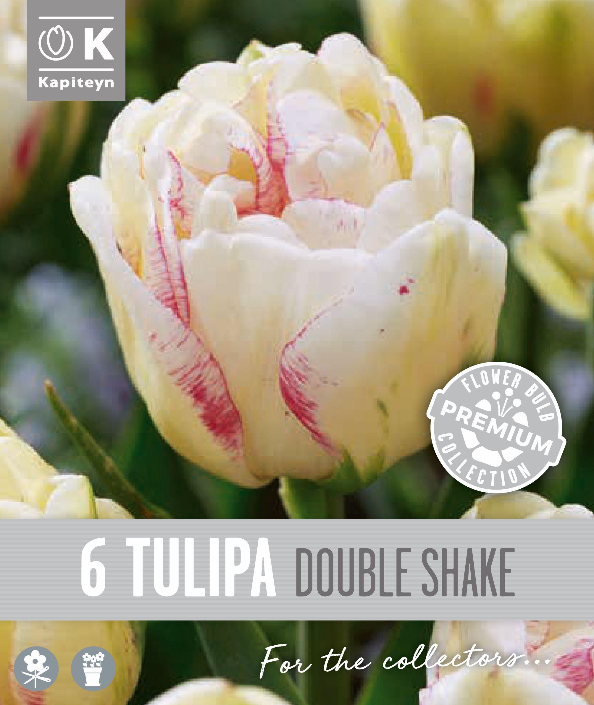 Лале DOUBLE LATE DOUBLE SHAKE- 6 бр.