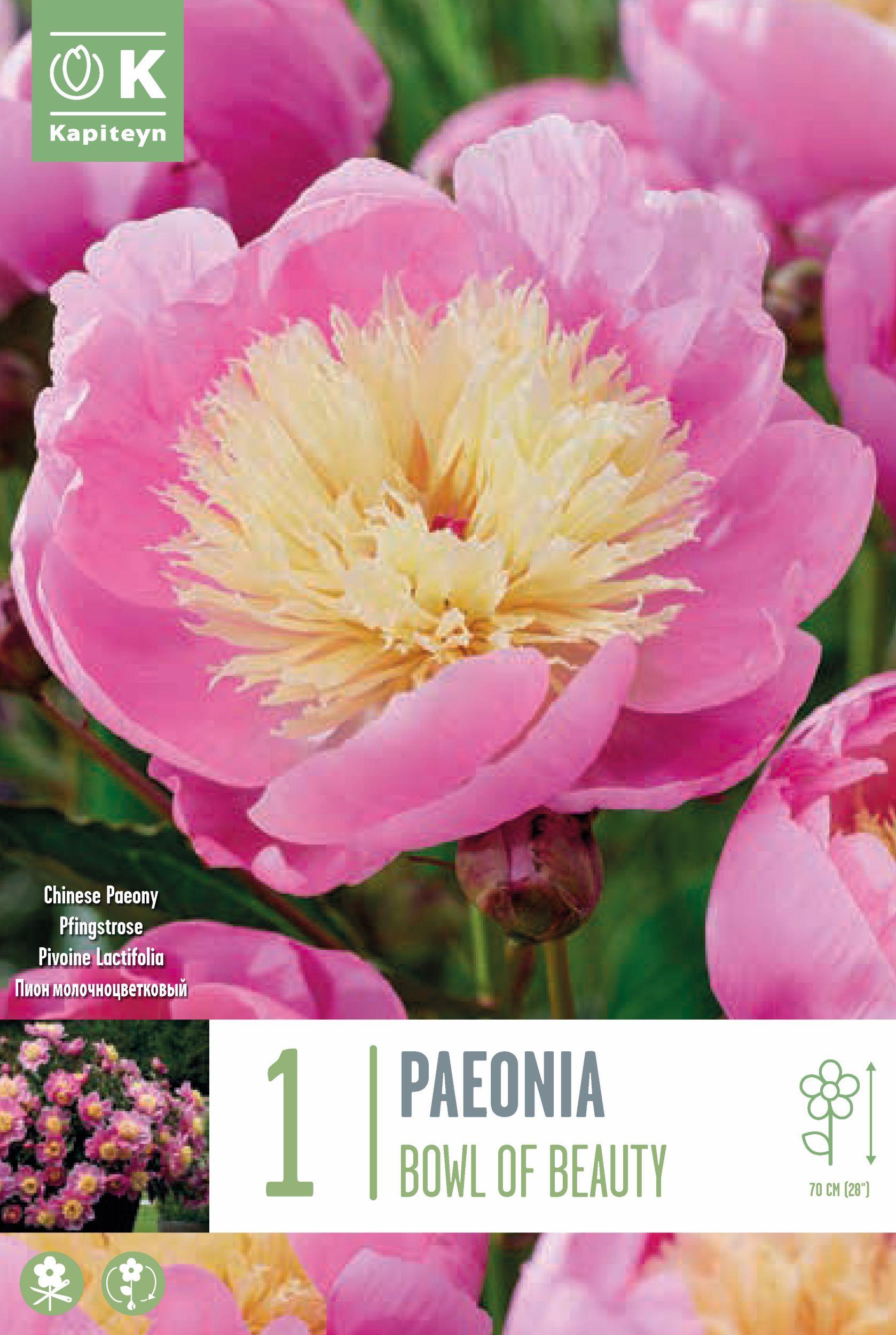 Божур - Paeonia Lactiflora Bowl of Beauty 1 бр.