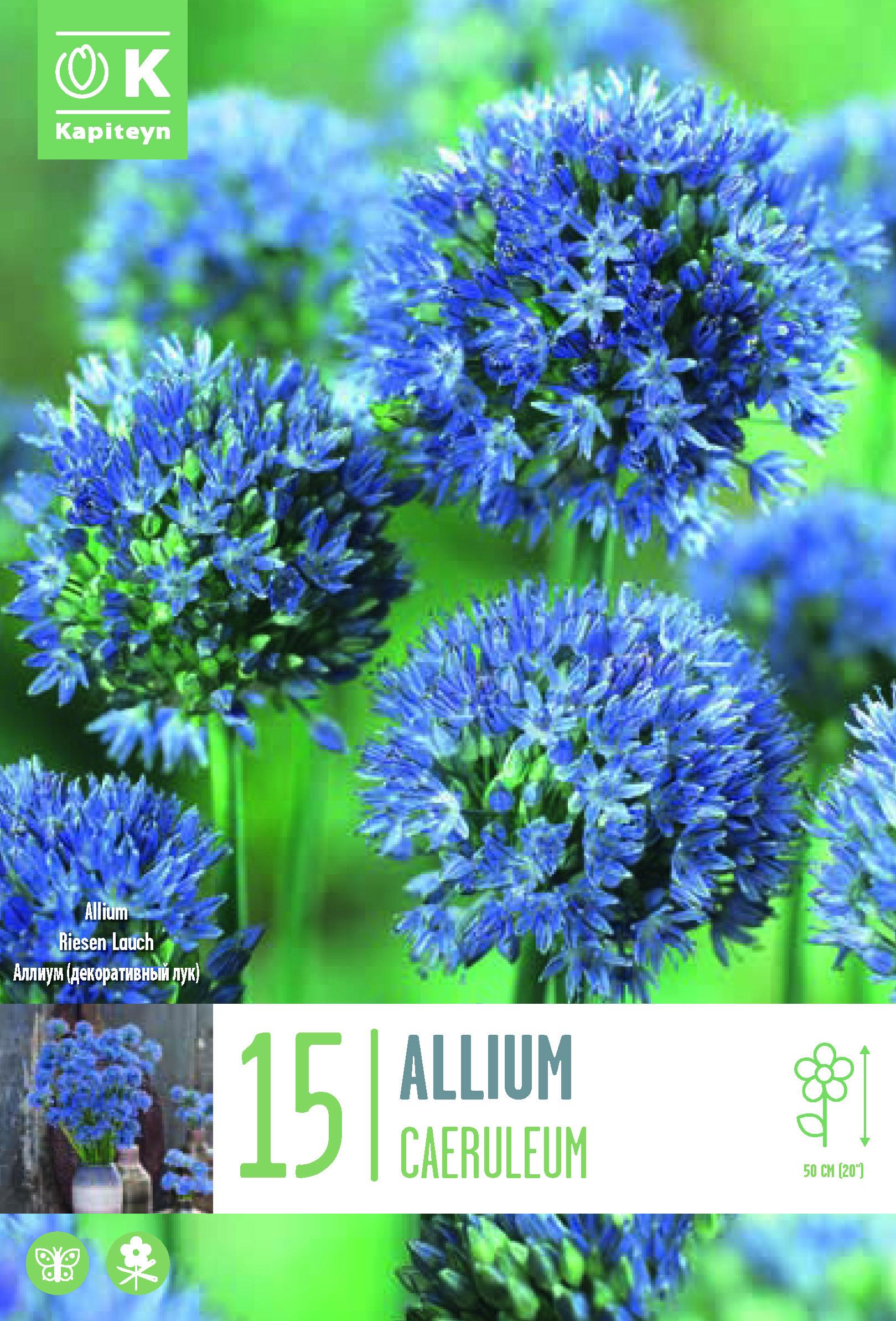 Алиум AZUREUM/CAERULEUM 5/+ 15 бр.