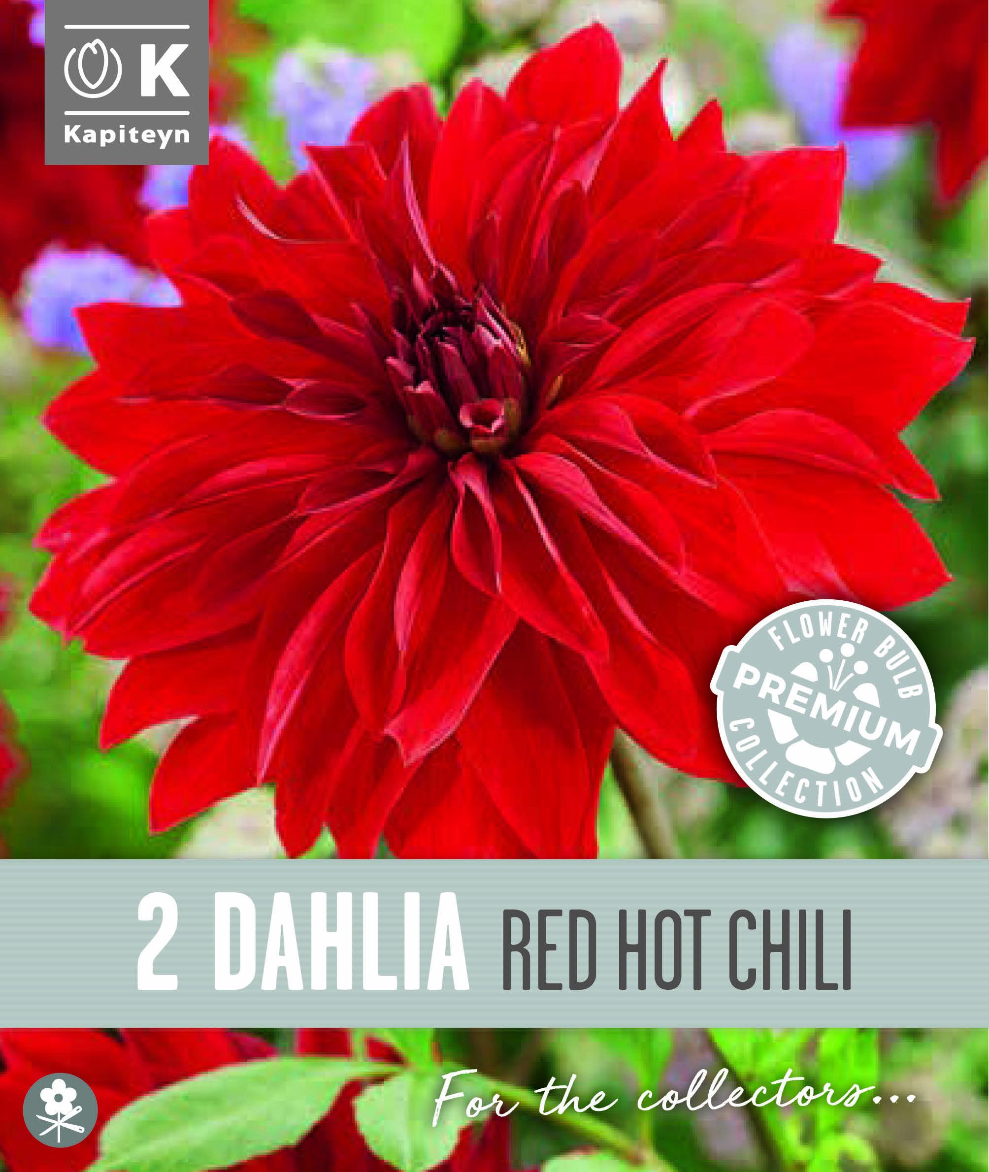 Далия декоративна RED HOT CHILI 2 бр.