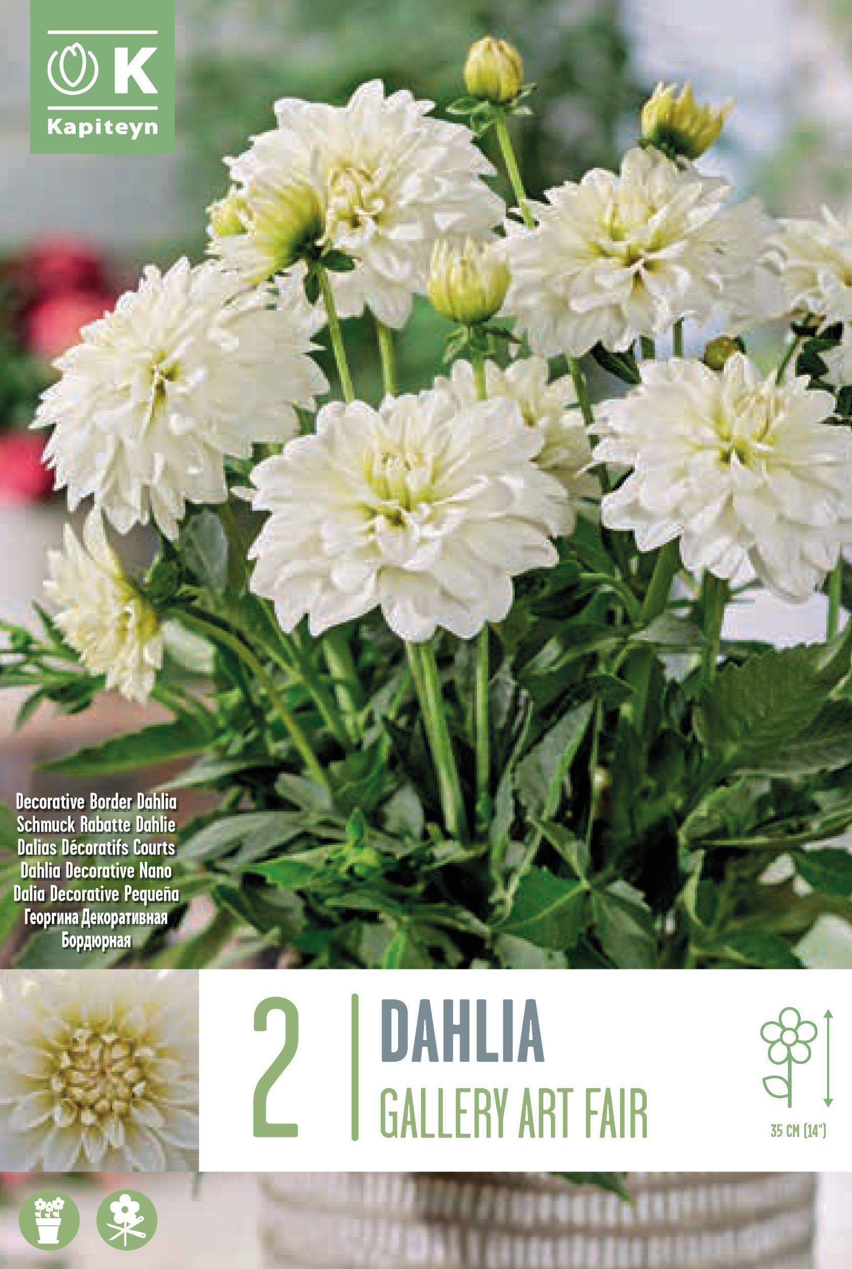 Далия декоративна-бордюрна Gallery Art Fair 2 бр.
