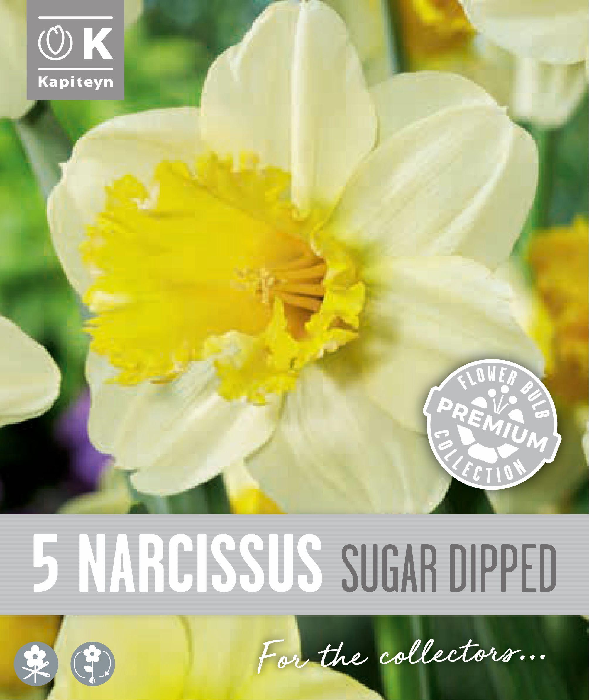 Нарцис LARGE CUPPED SUGAR DIPPED - 5 бр.
