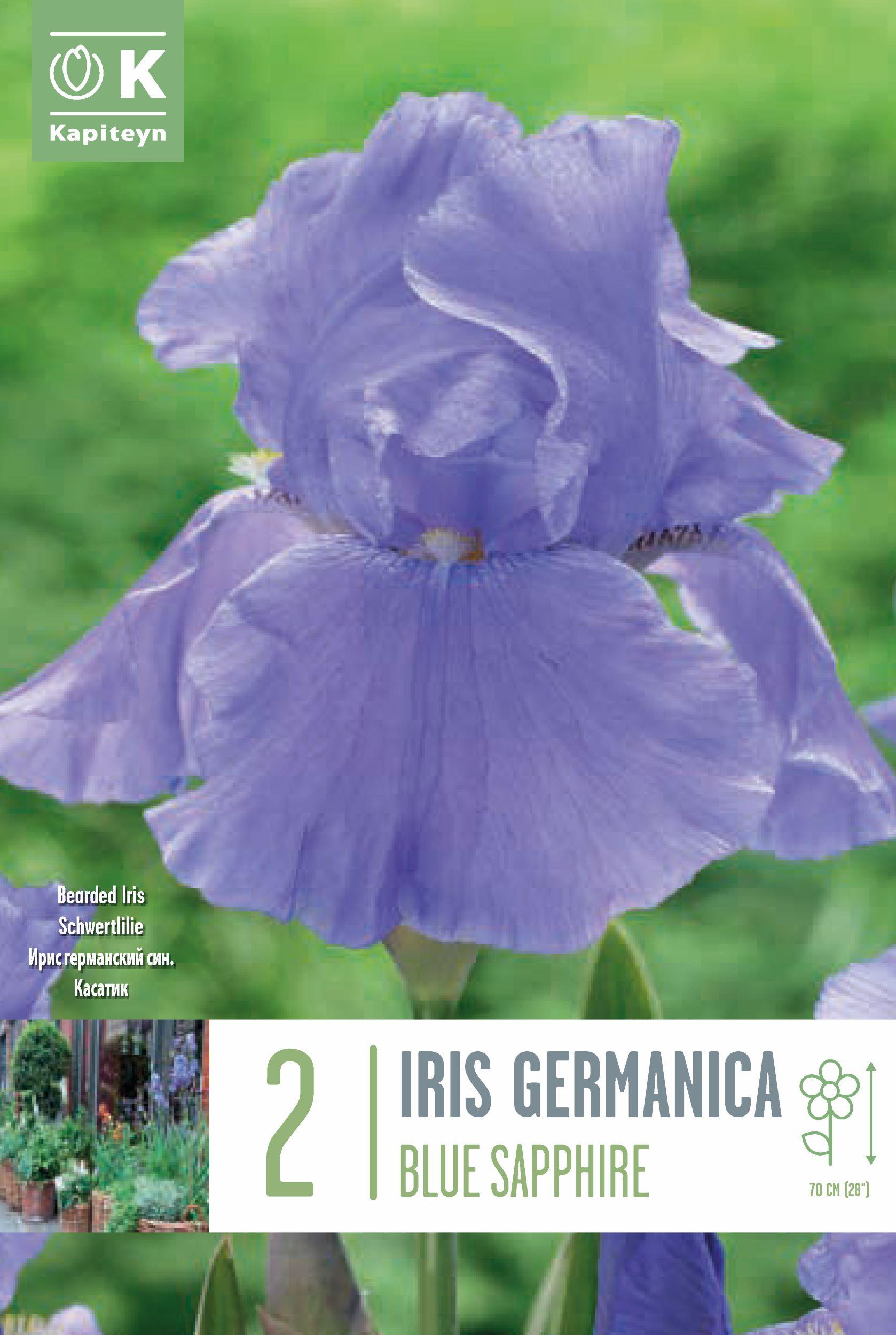 Ирис germanica BLUE SAPPHIRE 2 бр.