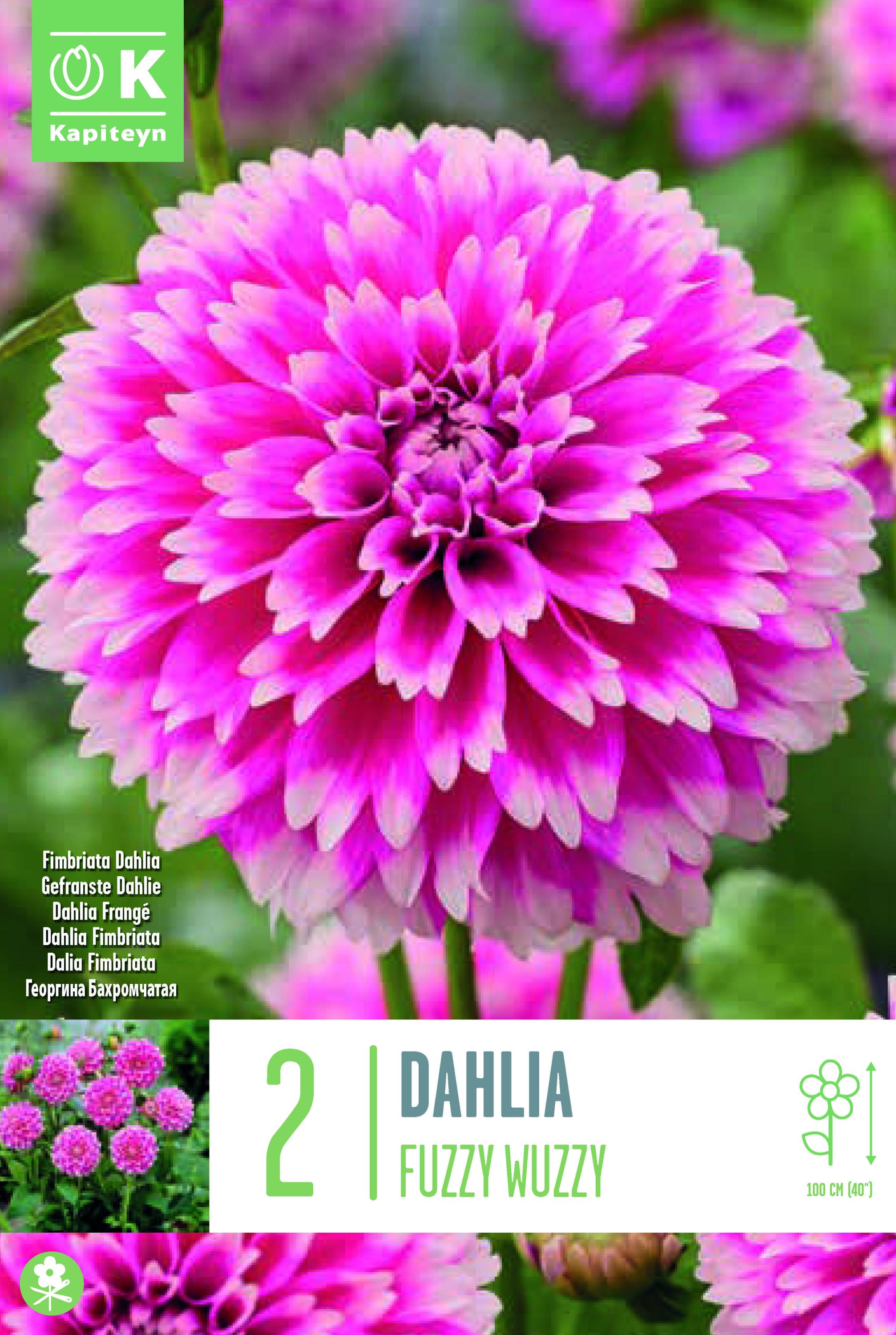 Далия кактус Fuzzy Wuzzy 2 бр.