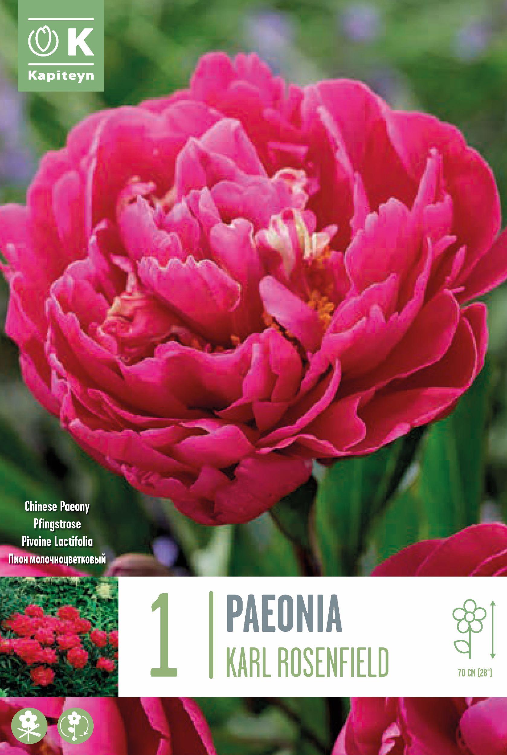 Божур - Paeonia Lactiflora Karl Rosenfield 1 бр.