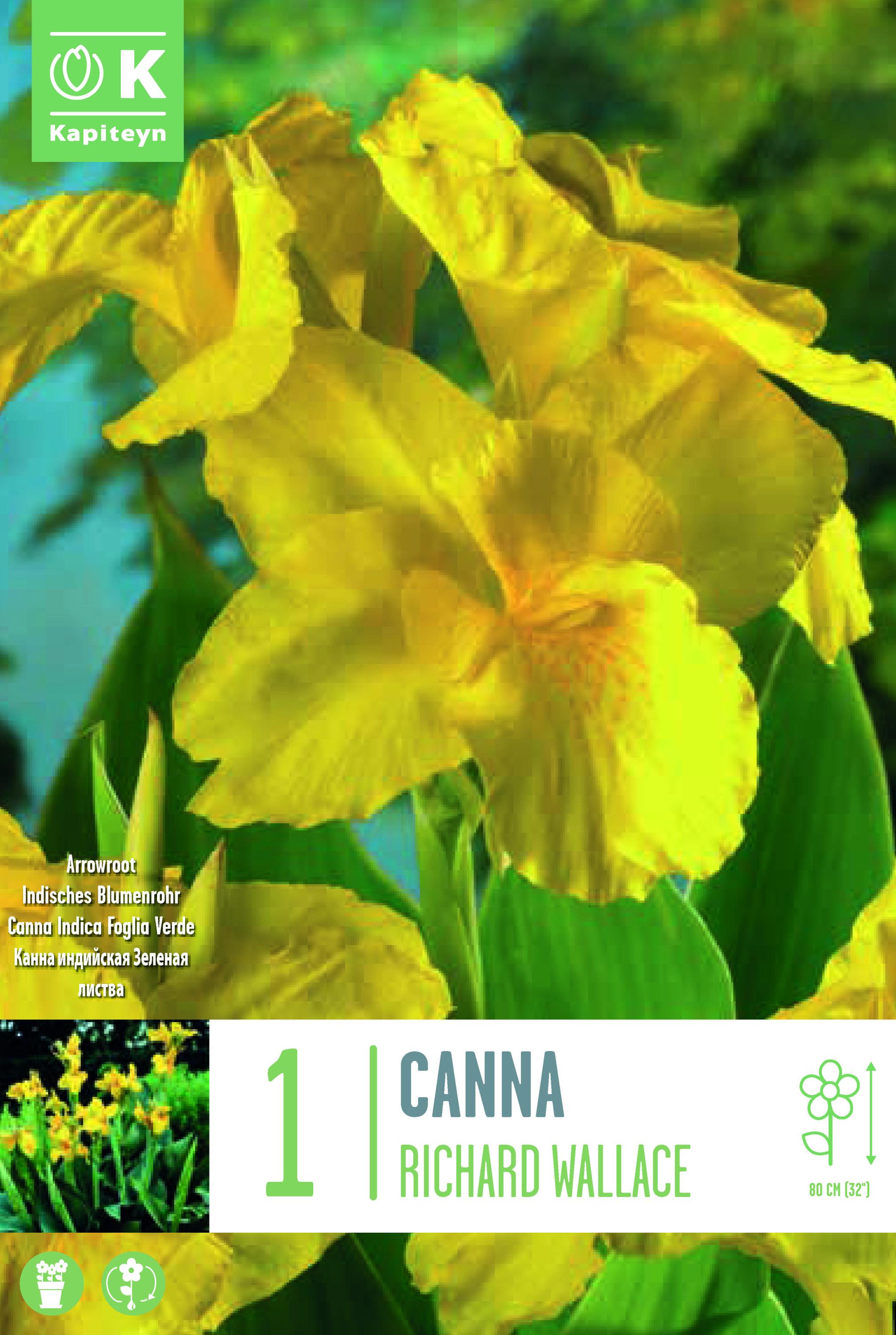 Канна Richard Wallace 1 бр.