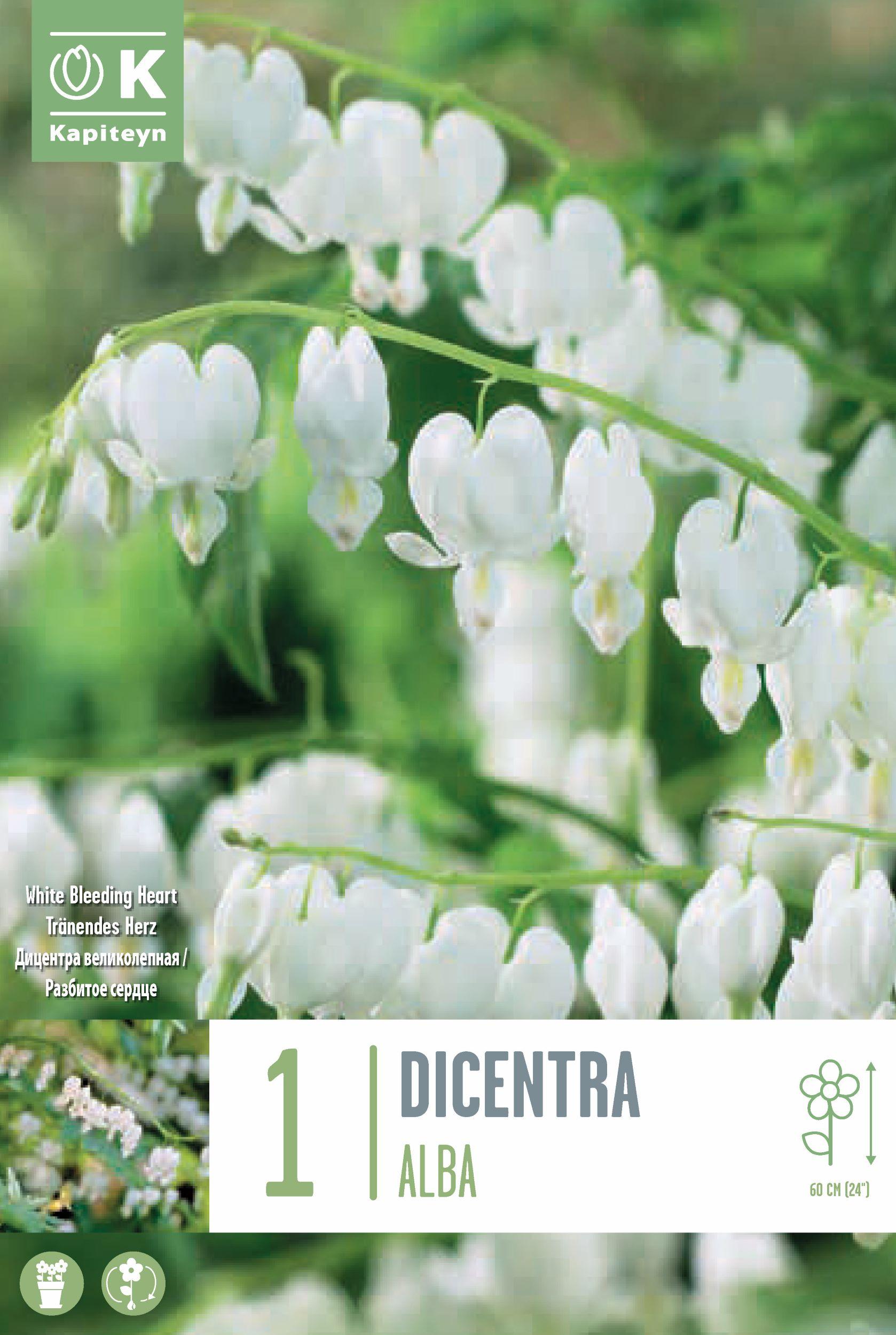 Дамско сърце - Dicentra spectabilis alba 1 бр.