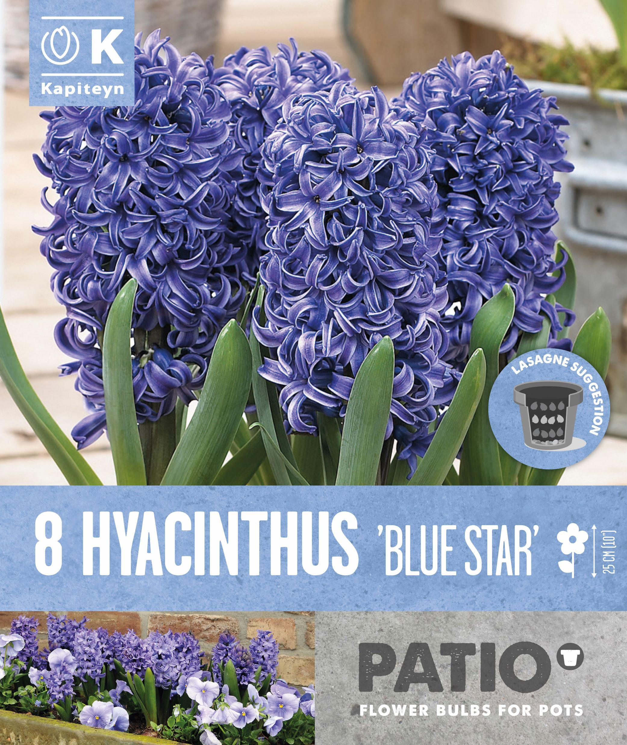 Балконски - Зюмбюл BLUE STAR 15-16/8 бр.