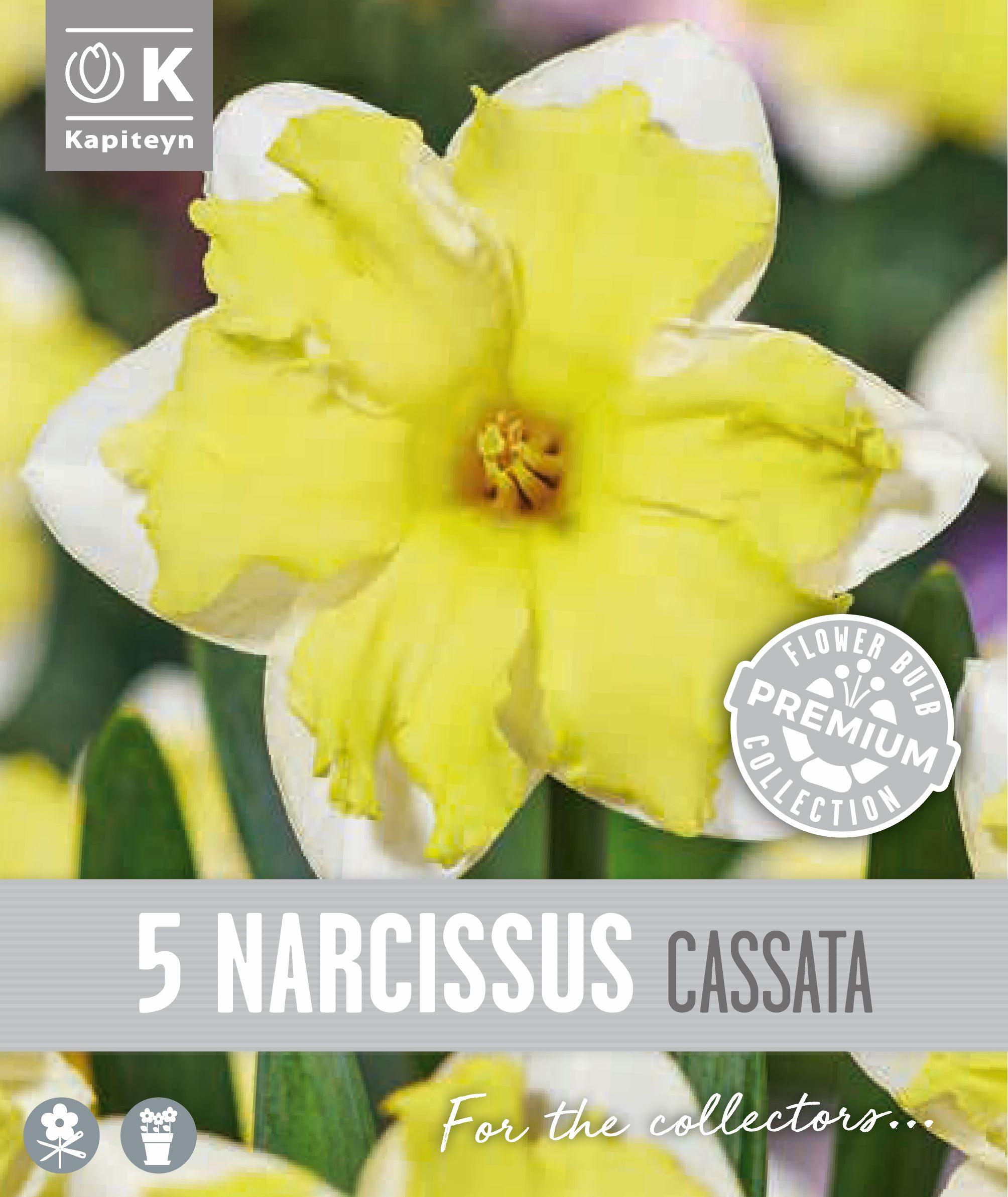 Нарцис COLLAR CASSATA - 5 бр.
