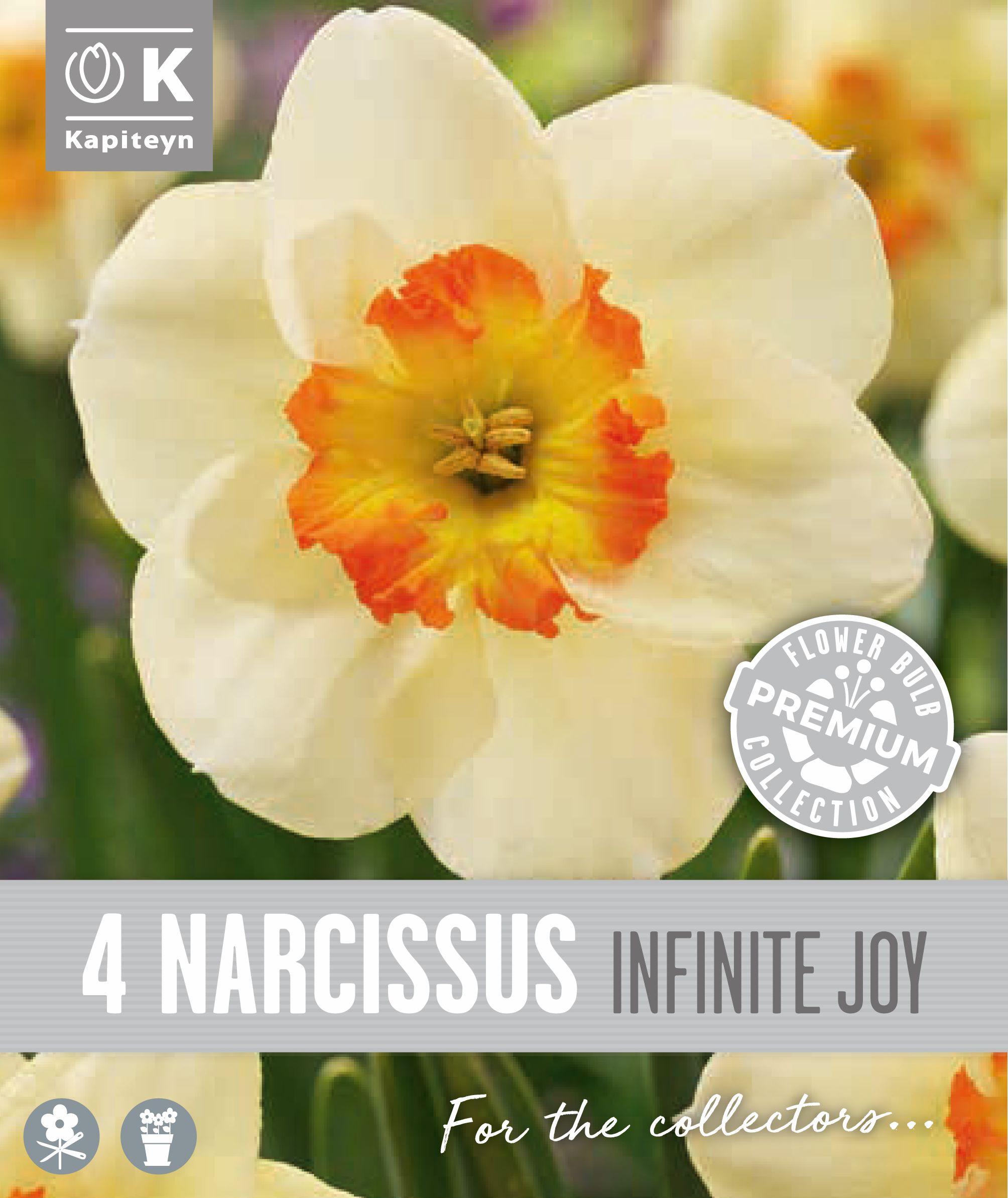 Нарцис LARGE CUPPED INFINITE JOY - 4 бр.