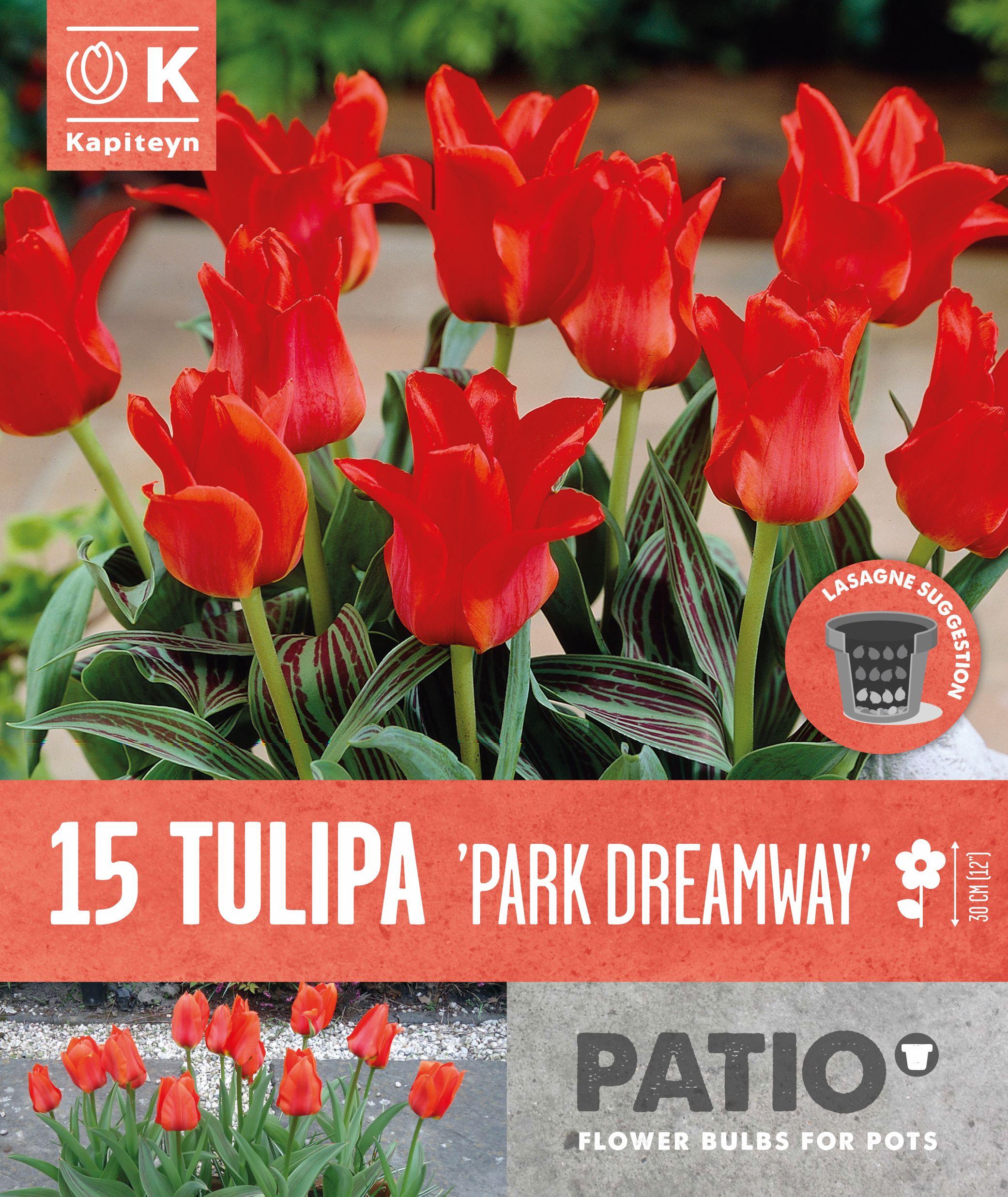 Балконски - Лале FOSTERIANA PARK DREAMWAY - 15 бр.