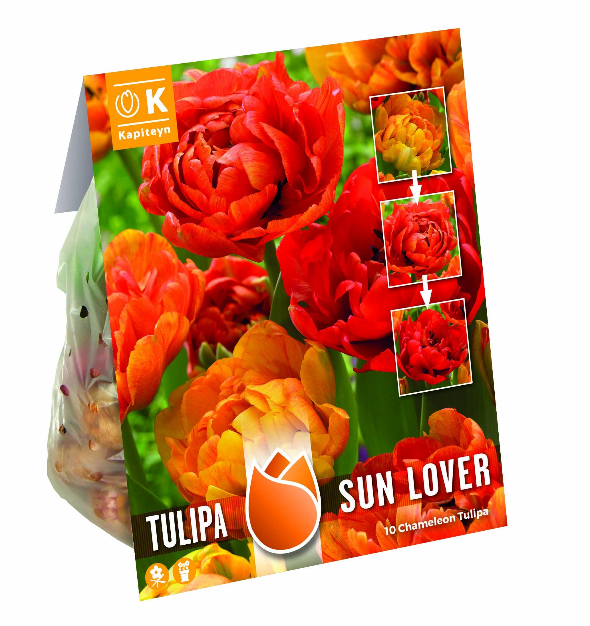 Лале кичесто Sun Lover 12/+ 10бр.