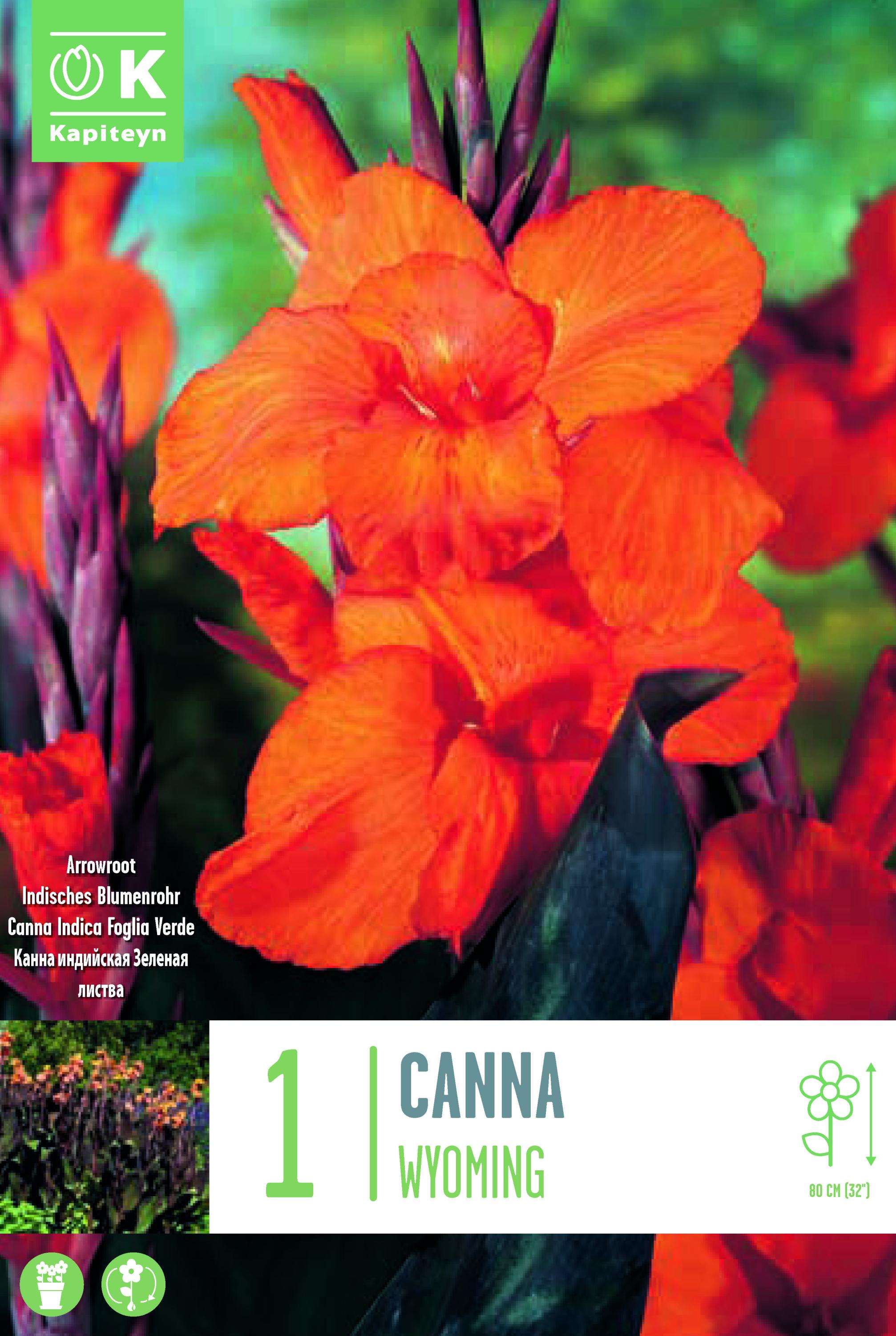 Канна Wyoming 1 бр.
